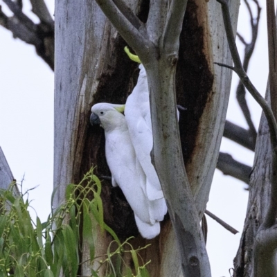 Cacatua galerita (Sulphur-crested Cockatoo) at Red Hill, ACT - 18 Dec 2018 by JonSteinbeck