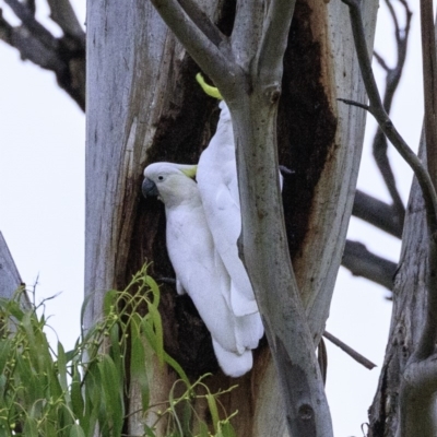 Cacatua galerita (Sulphur-crested Cockatoo) at Federal Golf Course - 18 Dec 2018 by BIrdsinCanberra