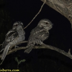 Podargus strigoides (Tawny Frogmouth) at Federal Golf Course - 18 Dec 2018 by BIrdsinCanberra