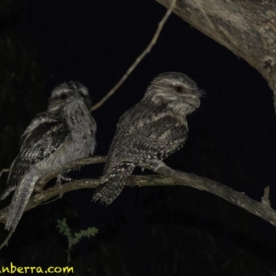 Podargus strigoides (Tawny Frogmouth) at Red Hill, ACT - 18 Dec 2018 by BIrdsinCanberra
