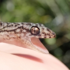 Christinus marmoratus at Spence, ACT - 25 Dec 2018