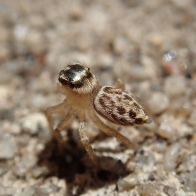 Maratus griseus (Jumping spider) at Spence, ACT - 25 Dec 2018 by Laserchemisty