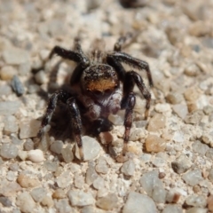 Maratus griseus (Jumping spider) at Spence, ACT - 22 Dec 2018 by Laserchemisty