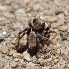 Maratus griseus at Spence, ACT - 23 Dec 2018