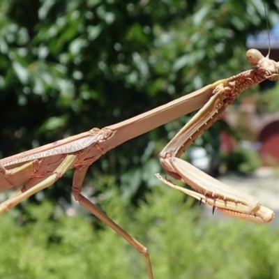 Archimantis sp. (genus) (Large Brown Mantis) at Spence, ACT - 24 Dec 2018 by Laserchemisty