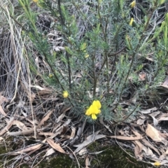 Gompholobium huegelii (Pale Wedge Pea) at Majura, ACT - 22 Dec 2018 by JasonC