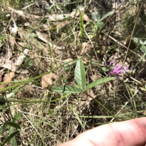 Cullen microcephalum at Rendezvous Creek, ACT - 23 Dec 2018