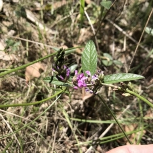 Cullen microcephalum at Rendezvous Creek, ACT - 23 Dec 2018 11:34 AM