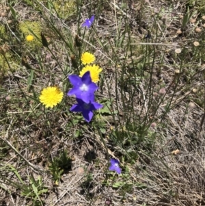 Wahlenbergia gloriosa at Rendezvous Creek, ACT - 23 Dec 2018 11:34 AM