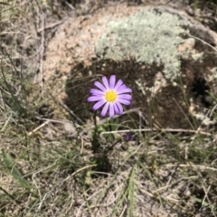 Calotis scabiosifolia var. integrifolia at Rendezvous Creek, ACT - 23 Dec 2018 01:17 PM