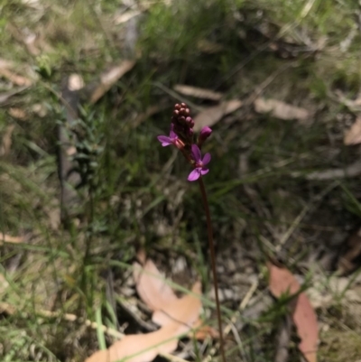 Stylidium sp. (Trigger Plant) at Rendezvous Creek, ACT - 23 Dec 2018 by JasonC