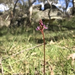 Stylidium sp. at Rendezvous Creek, ACT - 23 Dec 2018