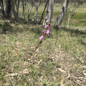 Stylidium sp. at Rendezvous Creek, ACT - 23 Dec 2018