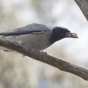 Coracina novaehollandiae at Bruce, ACT - 22 Dec 2018