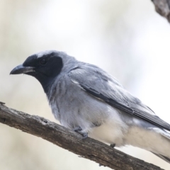 Coracina novaehollandiae at Bruce, ACT - 22 Dec 2018