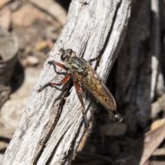 Zosteria sp. (genus) (Common brown robber fly) at Bruce Ridge to Gossan Hill - 22 Dec 2018 by AlisonMilton