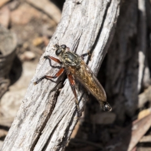 Zosteria sp. (genus) at Bruce, ACT - 22 Dec 2018