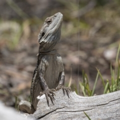 Pogona barbata (Eastern Bearded Dragon) at Gossan Hill - 22 Dec 2018 by AlisonMilton