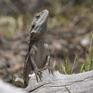 Pogona barbata at Bruce, ACT - suppressed