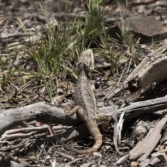 Pogona barbata at Bruce, ACT - 22 Dec 2018