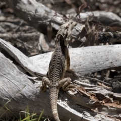 Pogona barbata at Bruce, ACT - 22 Dec 2018