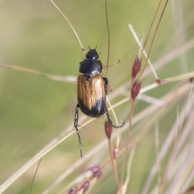 Phyllotocus navicularis (Nectar scarab) at University of Canberra - 22 Dec 2018 by AlisonMilton