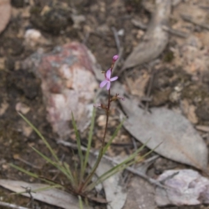 Stylidium sp. at Bruce, ACT - 22 Dec 2018