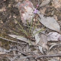 Stylidium sp. at Bruce, ACT - 22 Dec 2018