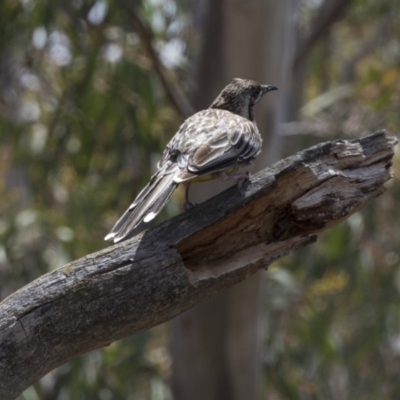 Anthochaera carunculata (Red Wattlebird) at Gossan Hill - 22 Dec 2018 by Alison Milton