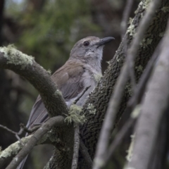 Colluricincla harmonica (Grey Shrikethrush) at Bruce, ACT - 22 Dec 2018 by AlisonMilton