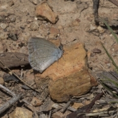 Zizina otis (Common Grass-Blue) at Bruce Ridge to Gossan Hill - 22 Dec 2018 by AlisonMilton