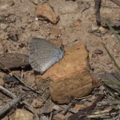 Zizina otis (Common Grass-Blue) at Bruce, ACT - 22 Dec 2018 by Alison Milton