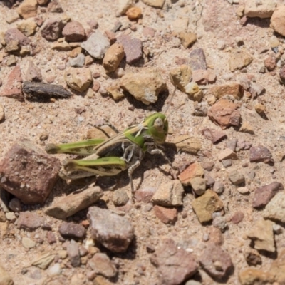 Austroicetes sp. (genus) (A grasshopper) at Bruce, ACT - 22 Dec 2018 by Alison Milton