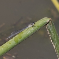 Ischnura heterosticta (Common Bluetail Damselfly) at Belconnen, ACT - 22 Dec 2018 by Alison Milton