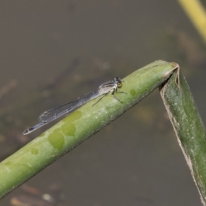 Ischnura heterosticta at Belconnen, ACT - 22 Dec 2018