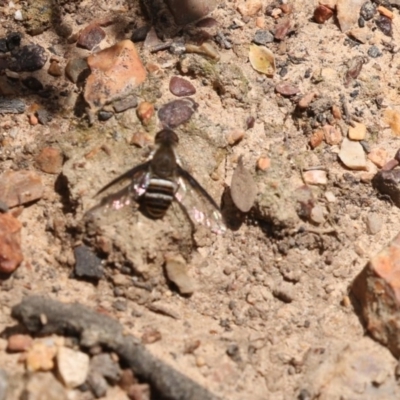 Villa sp. (genus) (Unidentified Villa bee fly) at Bruce, ACT - 22 Dec 2018 by AlisonMilton