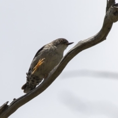 Daphoenositta chrysoptera (Varied Sittella) at Gossan Hill - 22 Dec 2018 by Alison Milton