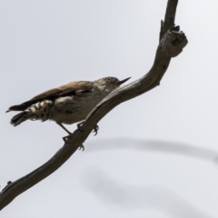 Daphoenositta chrysoptera at Bruce, ACT - 22 Dec 2018 12:26 PM