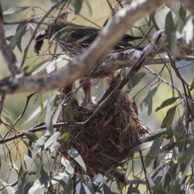 Oriolus sagittatus (Olive-backed Oriole) at Gossan Hill - 21 Dec 2018 by AlisonMilton