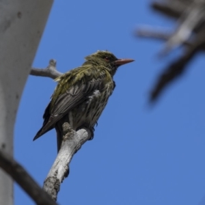 Oriolus sagittatus at Bruce, ACT - 22 Dec 2018 10:44 AM