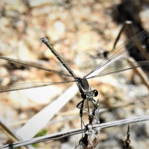 Austroargiolestes icteromelas at Rendezvous Creek, ACT - 24 Dec 2018