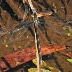 Austroargiolestes icteromelas (Common Flatwing) at Rendezvous Creek, ACT - 24 Dec 2018 by JohnBundock