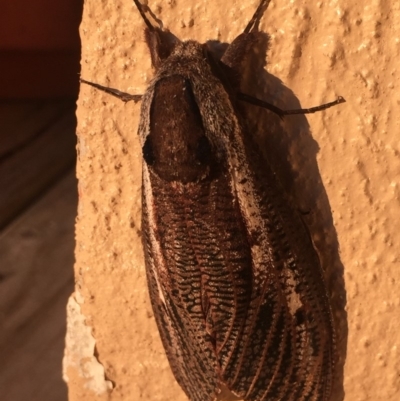 Endoxyla encalypti (Wattle Goat Moth) at Mirador, NSW - 24 Dec 2018 by hynesker1234
