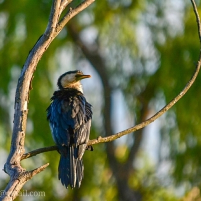 Microcarbo melanoleucos (Little Pied Cormorant) at Fyshwick, ACT - 25 Dec 2018 by frostydog