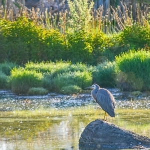 Egretta novaehollandiae at Fyshwick, ACT - 26 Dec 2018