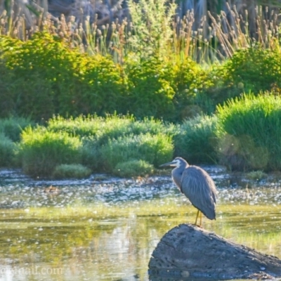 Egretta novaehollandiae (White-faced Heron) at Fyshwick, ACT - 25 Dec 2018 by frostydog