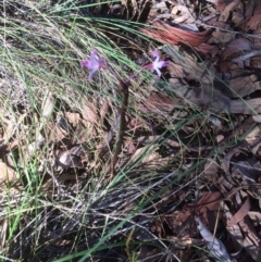 Dipodium roseum (Rosy Hyacinth Orchid) at Hackett, ACT - 26 Dec 2018 by petersan