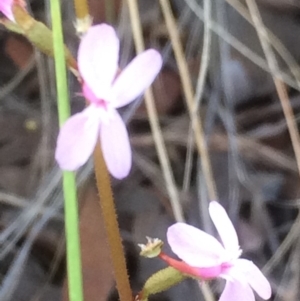 Stylidium sp. at Hackett, ACT - 26 Dec 2018