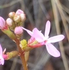 Stylidium sp. at Hackett, ACT - 26 Dec 2018