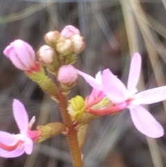 Stylidium sp. at Hackett, ACT - 26 Dec 2018